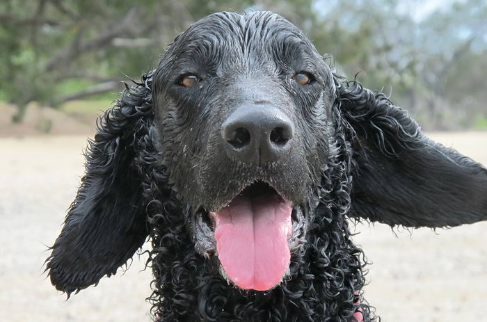 Курчавошёрстный ретривер (Curly Coated Retriever)