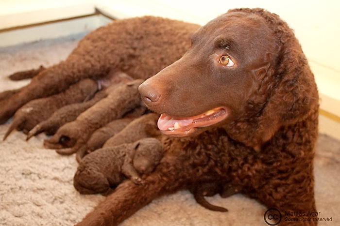 Курчавошёрстный ретривер (Curly Coated Retriever)