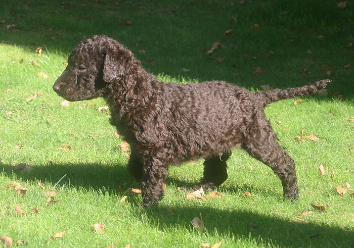 Курчавошёрстный ретривер (Curly Coated Retriever) - щенок