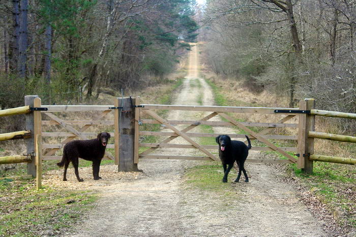 Курчавошёрстный ретривер (Curly Coated Retriever)