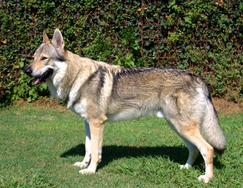 Чехословацкий волчак (Czechoslovakian wolfdog) - чехословацкая волчья собака