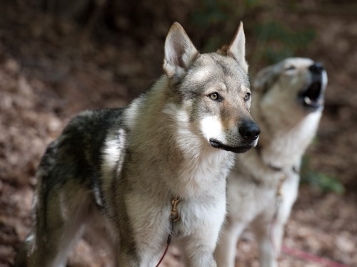 Чехословацкий волчак (Czechoslovakian wolfdog) - чехословацкая волчья собака