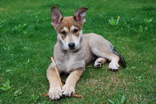 Чехословацкий волчак (Czechoslovakian wolfdog) - чехословацкая волчья собака