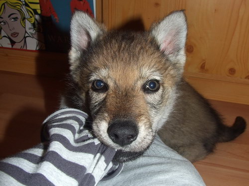 Чехословацкий волчак (Czechoslovakian wolfdog) - чехословацкая волчья собака