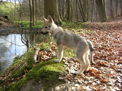 Чехословацкий волчак (Czechoslovakian wolfdog) - чехословацкая волчья собака