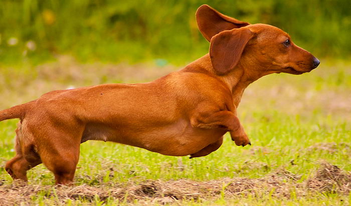 Такса карликовая (миниатюрная) (Miniature dachshund)