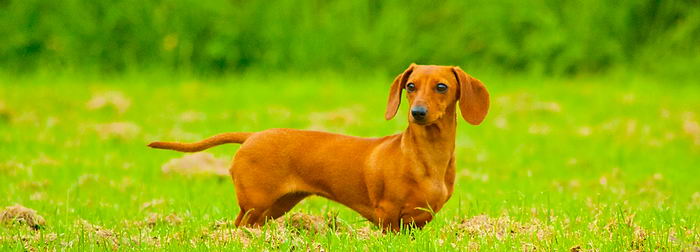 Такса карликовая (миниатюрная) (Miniature dachshund)