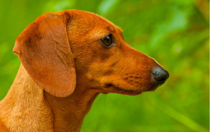 Такса карликовая (миниатюрная) (Miniature dachshund)