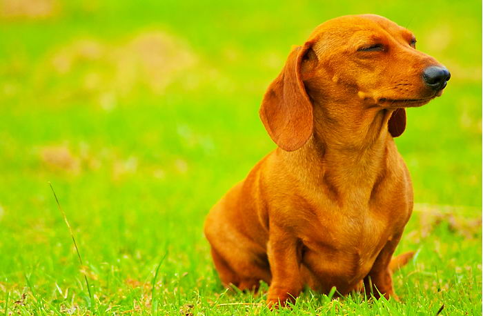 Такса карликовая (миниатюрная) (Miniature dachshund)