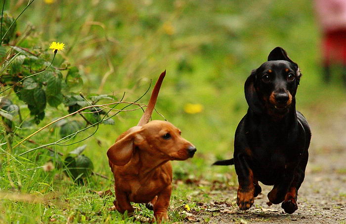 Такса карликовая (миниатюрная) (Miniature dachshund)