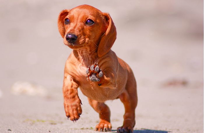 Такса карликовая (миниатюрная) (Miniature dachshund)