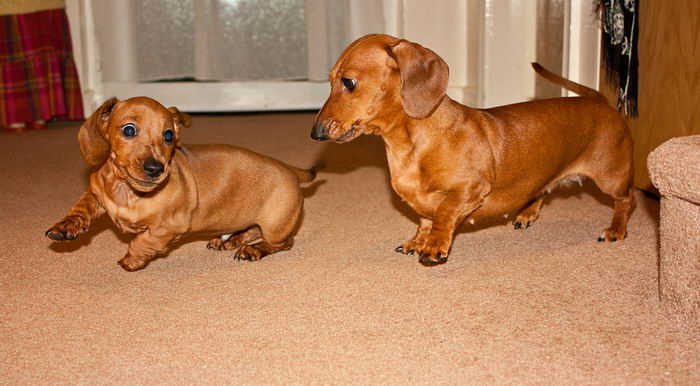 Такса карликовая (миниатюрная) (Miniature dachshund)