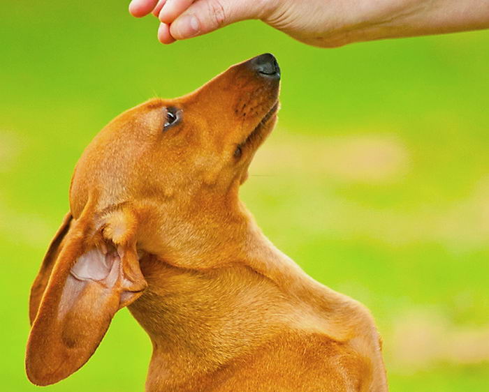 Такса карликовая (миниатюрная) (Miniature dachshund)