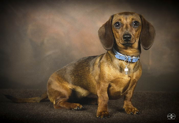 Такса стандартная (Normal dachshund), гладкошерстная