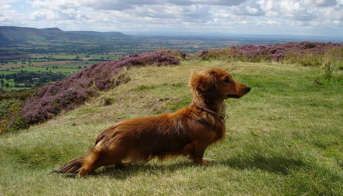 Такса стандартная (Normal dachshund), длинношерстная