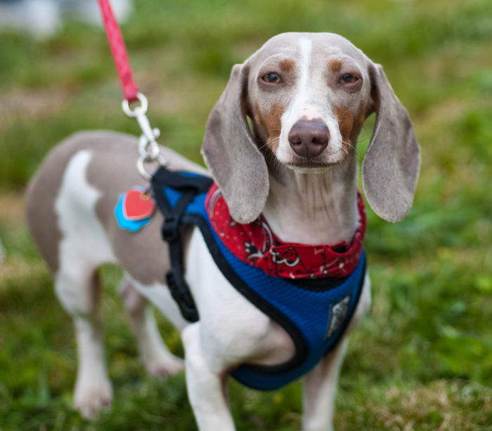 Такса стандартная (Normal dachshund), жесткошерстная