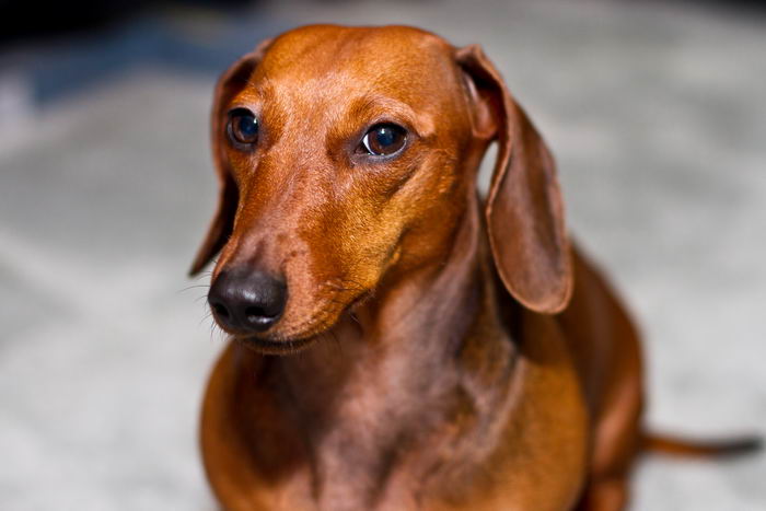 Такса стандартная (Normal dachshund), гладкошерстная