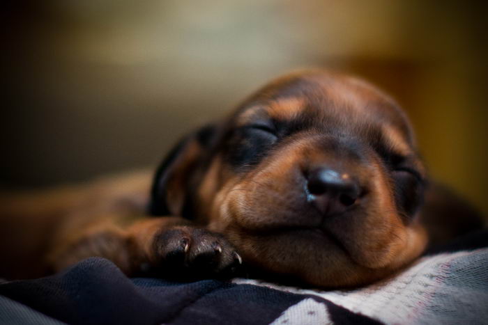 Такса стандартная (Normal dachshund), новорожденная