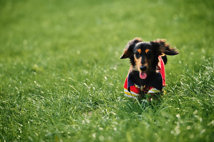 Такса кроличья (Rabbit Dachshund)