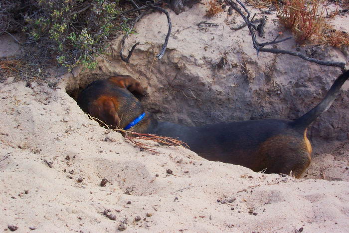 Такса кроличья (Rabbit Dachshund)