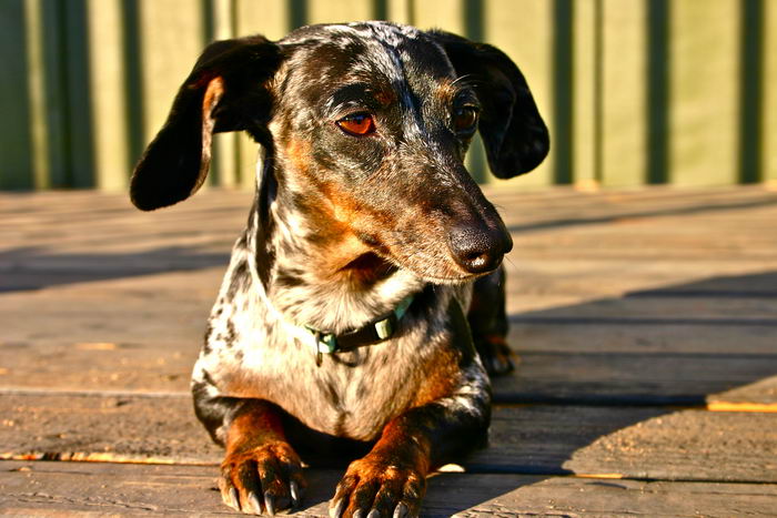 Такса кроличья (Rabbit Dachshund)