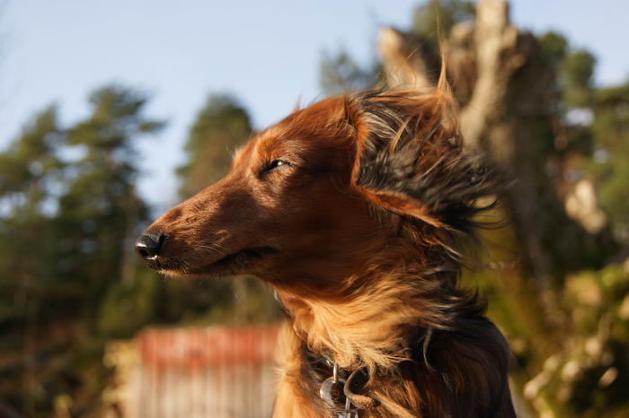 Такса кроличья (Rabbit Dachshund)