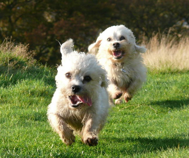 Денди динмонт терьер (Dandie Dinmont Terrier)