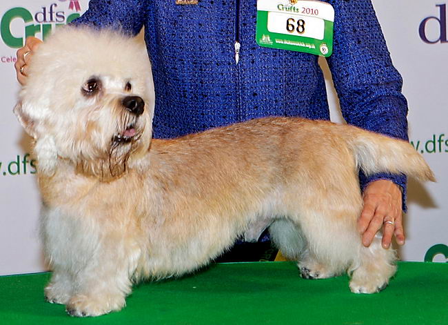 Денди динмонт терьер (Dandie Dinmont Terrier)