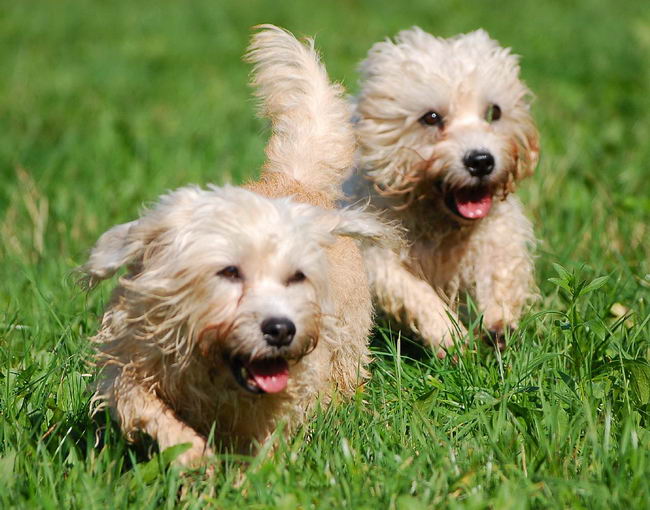 Денди динмонт терьер (Dandie Dinmont Terrier)