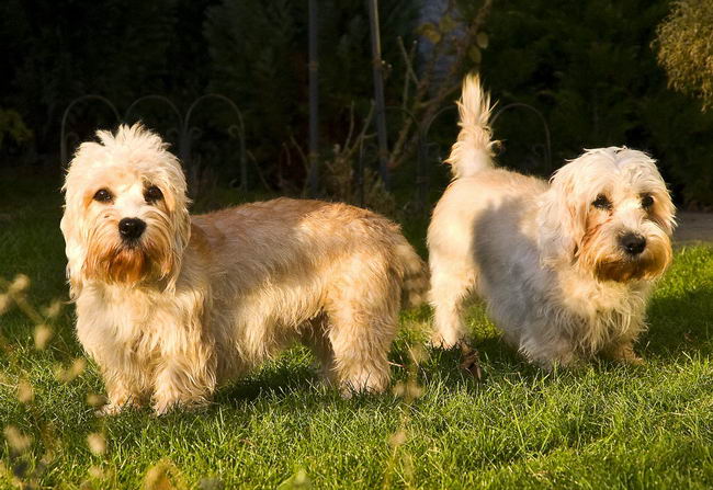 Дэнди динмонт терьер (Dandie Dinmont Terrier)