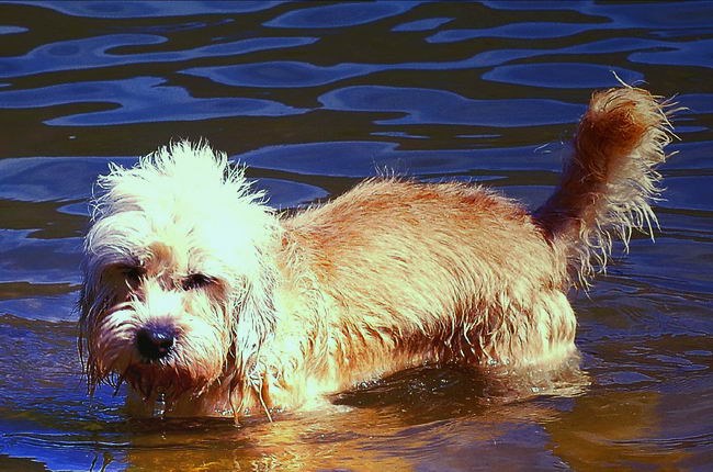 Дэнди динмонт терьер (Dandie Dinmont Terrier)