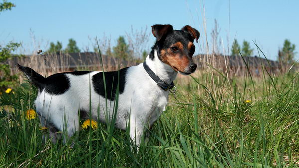 Датско-шведский гардхунд (Danish-Swedish Garhund)