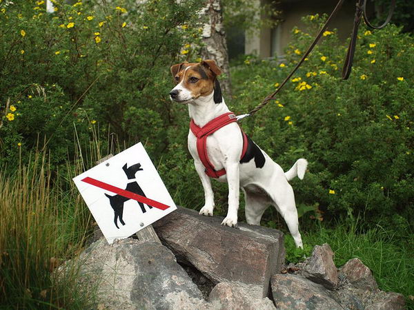 Датско-шведский гардхунд (Danish-Swedish Garhund)