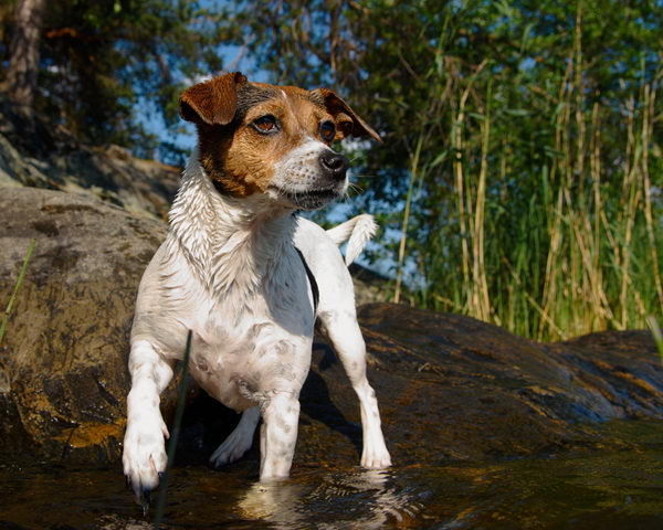 Датско-шведский гардхунд (Danish-Swedish Garhund)