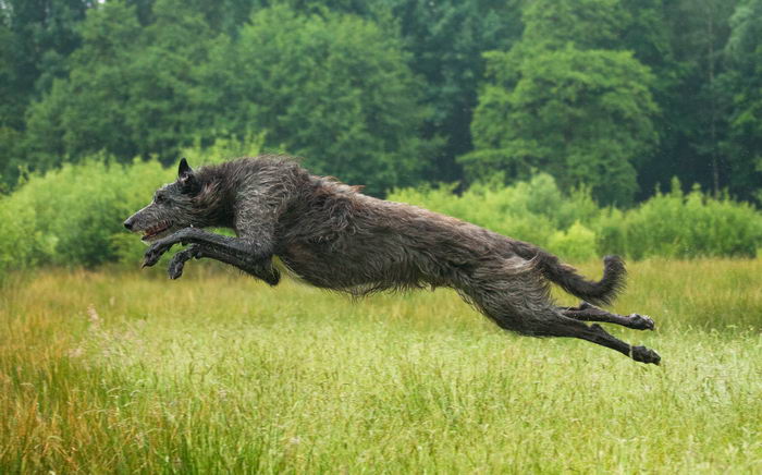 Дирхаунд (Deerhound)