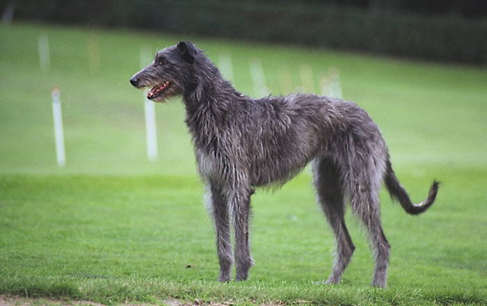 Дирхаунд (Deerhound)