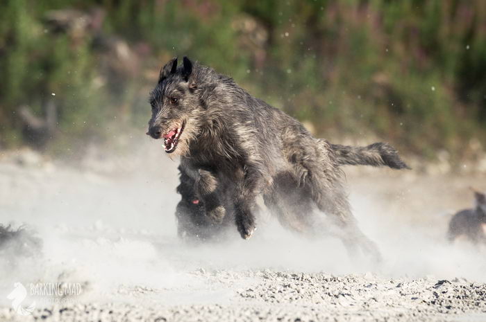 Дирхаунд (Deerhound)