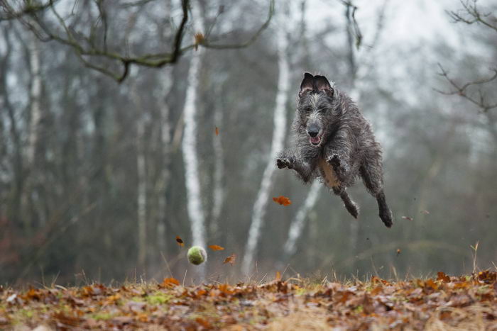 Дирхаунд (Deerhound)