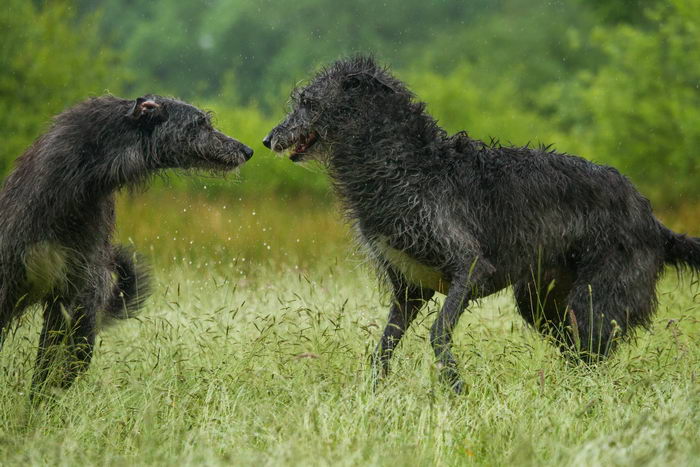 Дирхаунд (Deerhound)