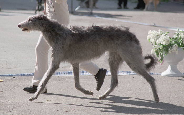 Дирхаунд (Deerhound)