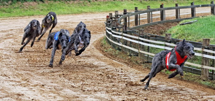 Дирхаунд (Deerhound)