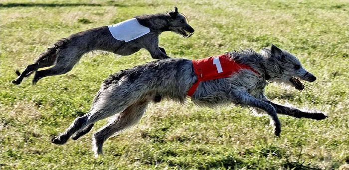 Дирхаунд (Deerhound)