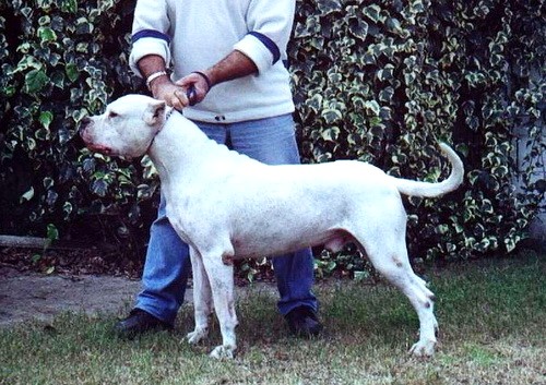 Порода собак Аргентинский дог (Dogo Argentino) - история и характеристики