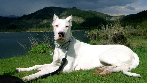 Порода собак Аргентинский дог (Dogo Argentino) - история и характеристики