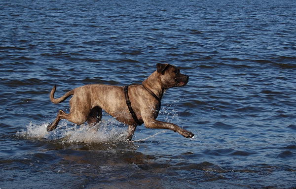 Канарский дог (Dogo Canario)