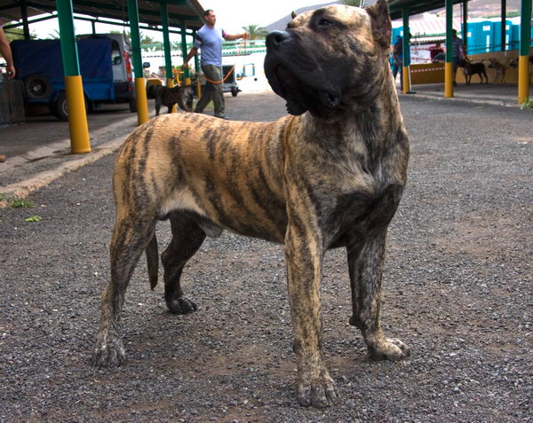 Канарский дог (Dogo Canario)