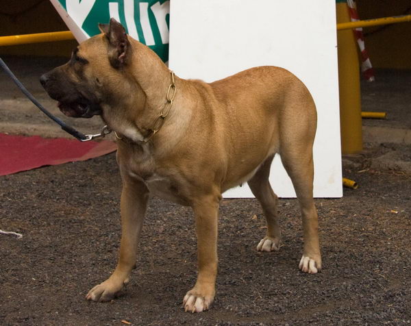 Канарский дог (Dogo Canario)