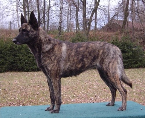 Голландская овчарка или Хедер (Dutch Shepherd Dog, Hollandse Herdershond)