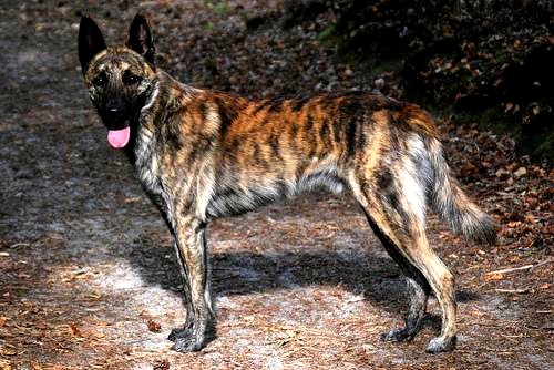 Голландская овчарка или Хедер (Dutch Shepherd Dog, Hollandse Herdershond)