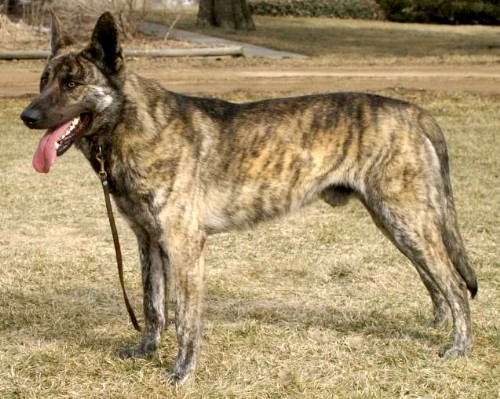 Голландская овчарка или Хедер (Dutch Shepherd Dog, Hollandse Herdershond)